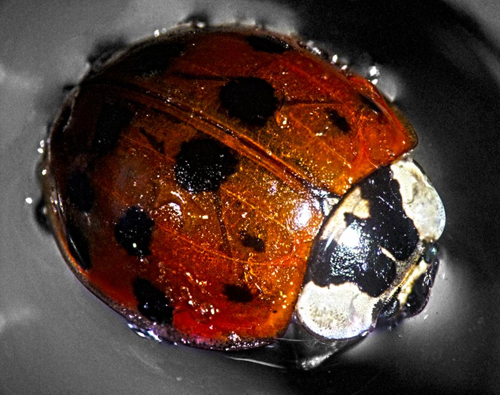 Ladybird - David Gothard